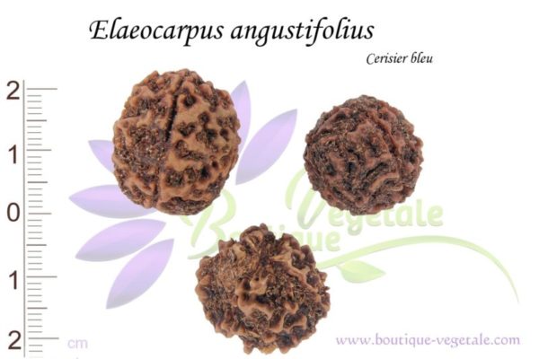 Graines d'Elaeocarpus angustifolius - Elaeocarpus angustifolius seeds