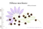 Graines d'Hibiscus moscheutos - Hibiscus moscheutos seeds