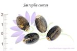 Graines de Jatropha curcas, Semences de Jatropha curcas