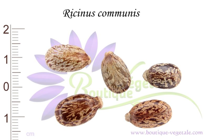 Graines de Ricinus communis, Ricinus communis seeds