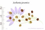 Graines de Sesbania javanica - Sesbania javanica seeds