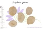 Graines de Strychnos spinosa, Strychnos spinosa seeds