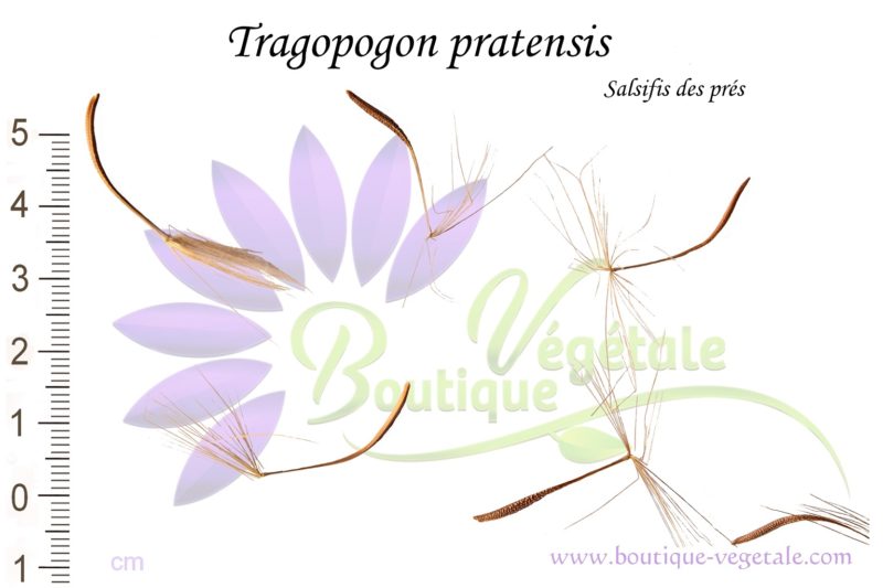 Graines de Tragopogon pratensis, Tragopogon pratensis seeds