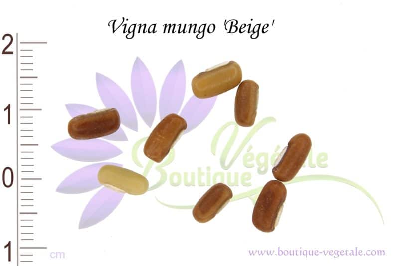 Graines de Vigna mungo 'Beige' - Vigna mungo 'Beige' seeds
