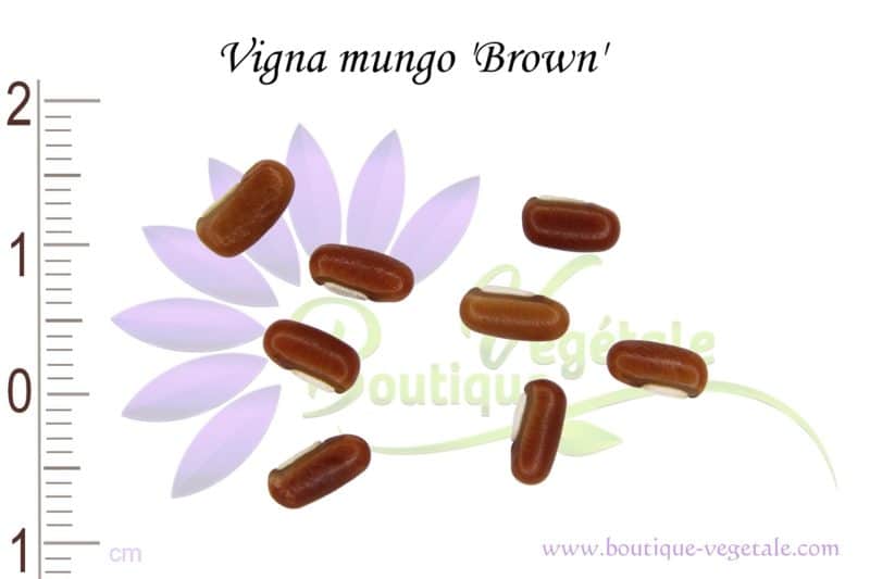 Graines de Vigna mungo 'Brown' - Vigna mungo 'Brown' seeds