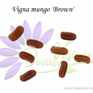 Graines de Vigna mungo 'Brown' - Vigna mungo 'Brown' seeds