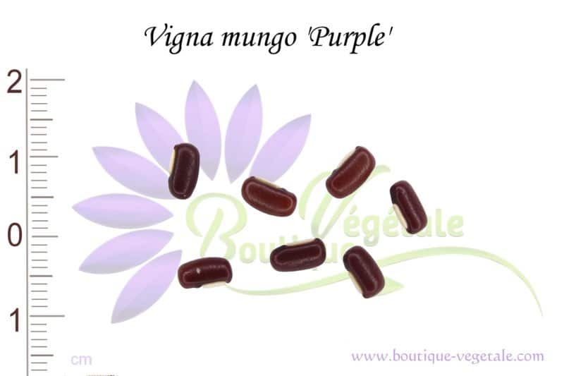 Graines de Vigna mungo 'Purple', Vigna mungo 'Purple'