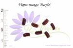 Graines de Vigna mungo 'Purple', Vigna mungo 'Purple'