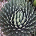 Agave victoriae-reginae 'Bustamante', Vue de haut d'Agave de la Reine Victoria à feuilles étroites, graines d'Agave victoriae-reginae 'Bustamante', graines d'Agave de la Reine Victoria