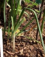 Allium ampeloprasum - En pleine-terre