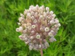 Allium ampeloprasum, Ombelle de fleurs d'Allium ampeloprasum, Inflorescence de Poireau vivace