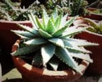 Aloe brevifolia - Culture en pot