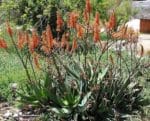 Aloe brevifolia - Plantes en fleurs