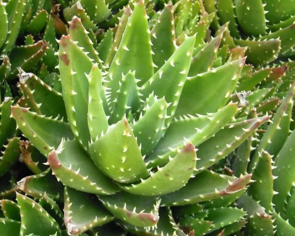 Aloe brevifolia - Rosettes de feuilles épineuses
