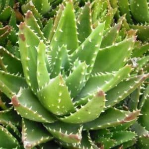 Aloe brevifolia - Rosettes de feuilles épineuses