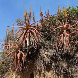 Aloe spicata - En milieu naturel