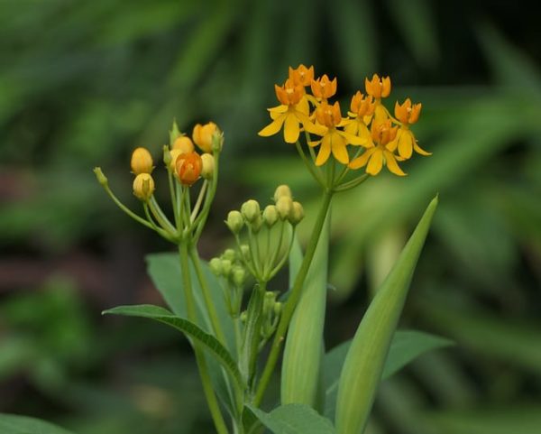 Asclepias curassavica ' Silky Gold' - Détails d'une fleur