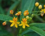 Asclepias curassavica ' Silky Gold' - Détails d'une fleur