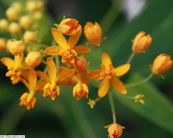 Asclepias curassavica ' Silky Gold' - Fleurs
