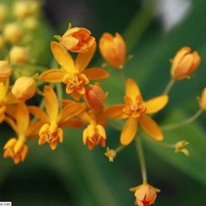 Asclepias curassavica ' Silky Gold' - Fleurs