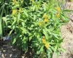 Asclepias curassavica ' Silky Gold' - Vue générale