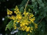 Caesalpinia ferrea - Fleurs jaune vif