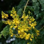 Graines de Caesalpinia ferrea, graines de jaune vif de Pau ferro