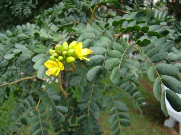 Caesalpinia ferrea - Floraison et feuillage coriace