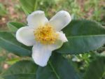 Camellia sinensis - Détails d'une fleur