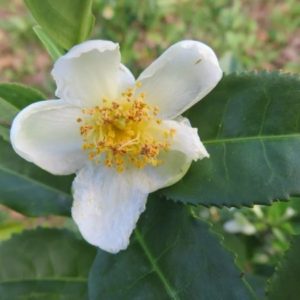 Camellia sinensis - Détails d'une fleur