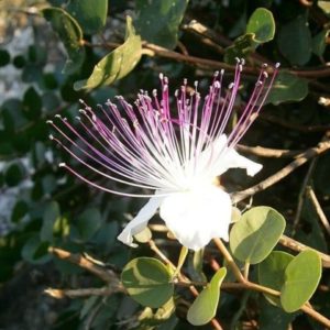 Capparis spinosa - Etamines violettes saillantes