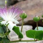 Graines de Capparis spinosa, graines de Câprier