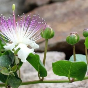 Capparis spinosa - Fleur et boutons floraux