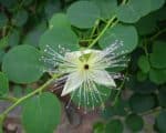 Capparis spinosa - Fleur et feuilles épaisses