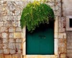 Capparis spinosa - Sur un mur en pierre