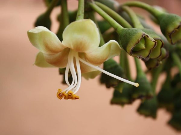 Ceiba pentandra - Fleur blanc jaunâtre