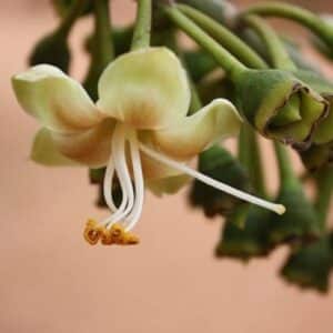 Ceiba pentandra - Fleur blanc jaunâtre