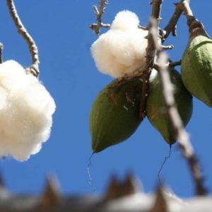 Ceiba pentandra - Fruits à kapok