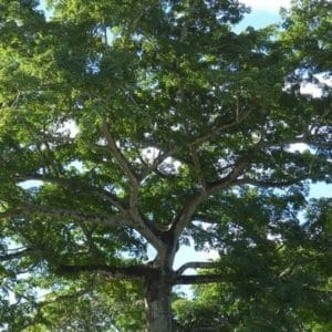 Ceiba pentandra - Houppier étalé