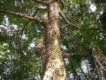 Ceiba pentandra - Tronc épineux