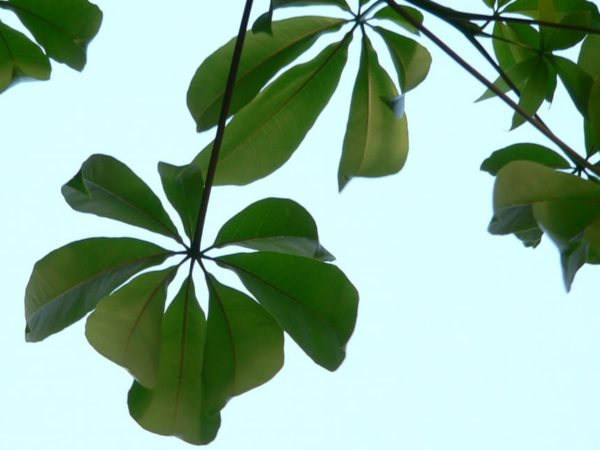 Ceiba pentandra - Feuille palmée