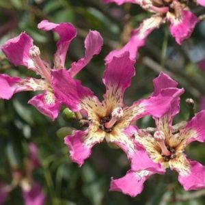 Ceiba speciosa - Fleurs roses