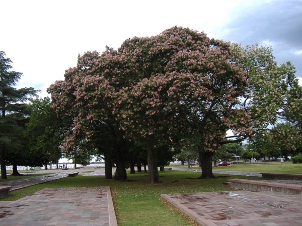 Ceiba speciosa - Houppier étalé fleuri