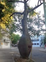Ceiba speciosa - Tronc ventru