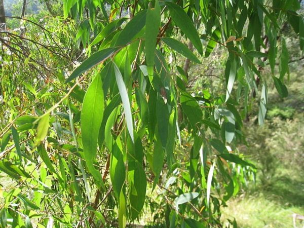 Eucalyptus radiata - Feuillage