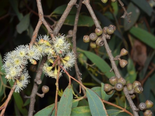 Eucalyptus radiata - Inflorescence et capsules