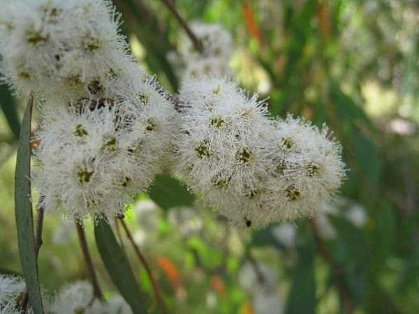 Eucalyptus radiata - Inflorescence