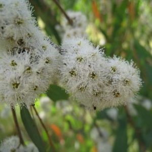Eucalyptus radiata - Inflorescence
