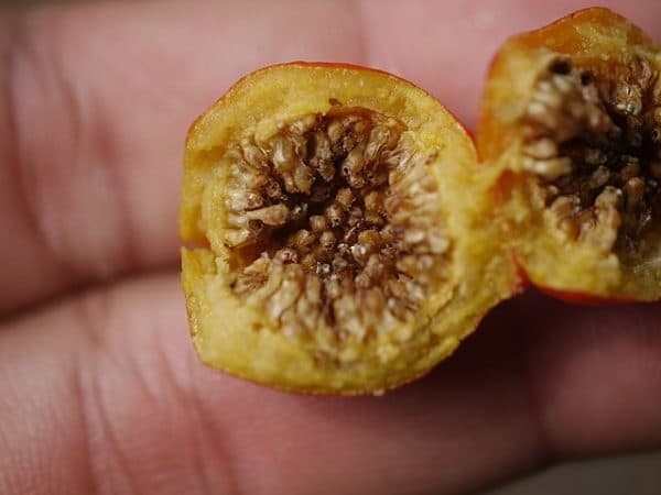 Ficus benghalensis - Détails d'un fruit