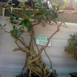 Ficus benghalensis - En bonsaï